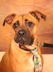 Royce (WCAC ID: 104547)