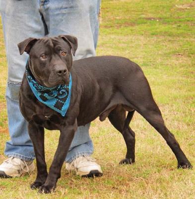 Tyson (WCAC ID: 101250)