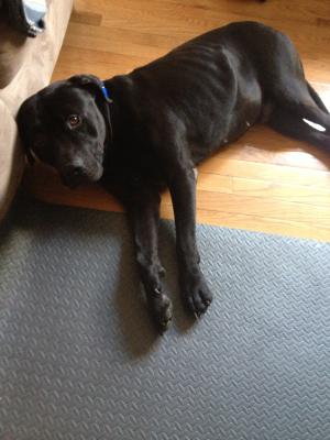 Tyson (WCAC ID: 101250)