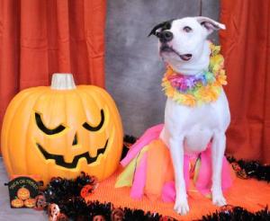 Elena (WCAC ID: 106788)