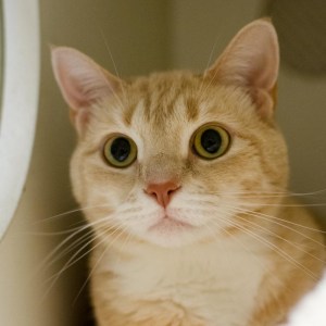 Cinnamon (WCAC ID: 118231)