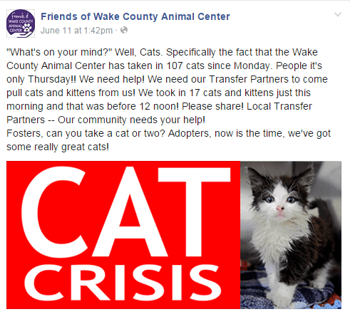 WCAC Cat Crisis
