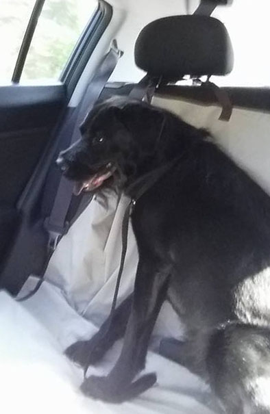 Thanks PRB for fostering!