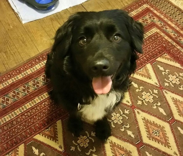 Thanks LD for fostering this girl!