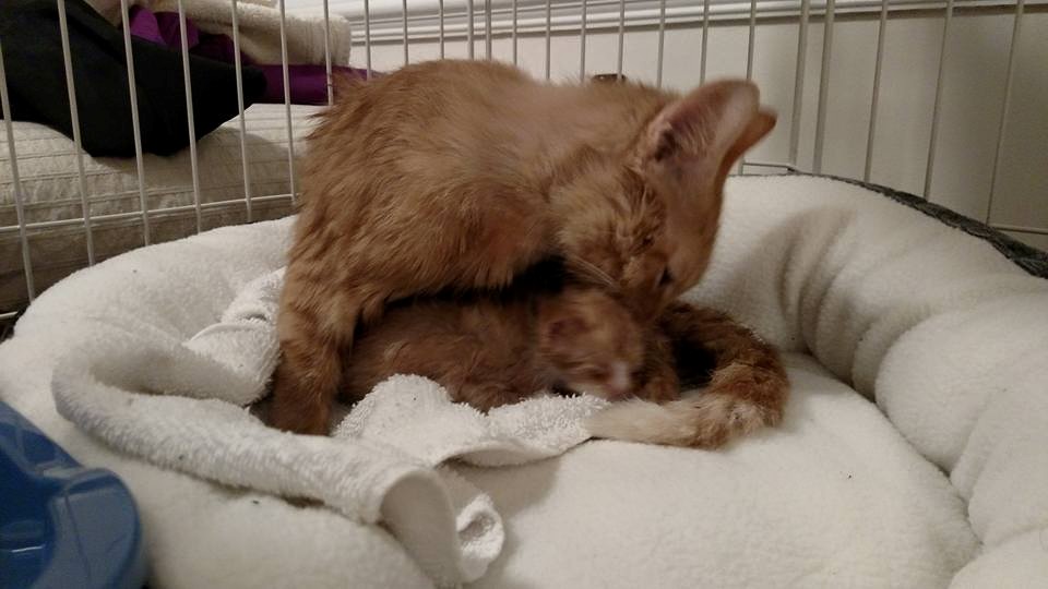 Momma helping with the bathing.