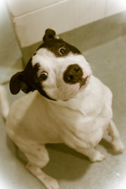 Charizard (ID: 122037)