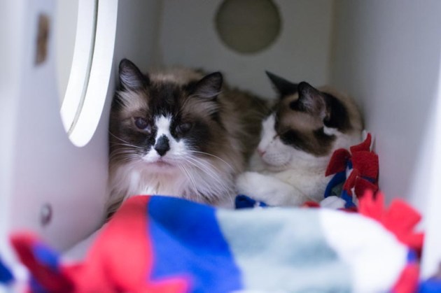 Saffie  & Maggie have been rescued.